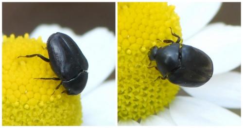Orphilus sp.